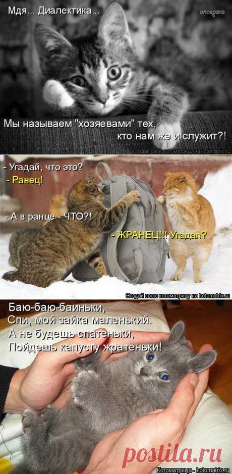 Котоматрицы