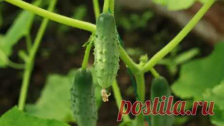 Посадите эти растения рядом с огурцами: они отгонят прочь всех паразитов