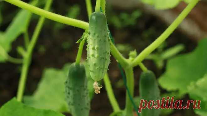 Посадите эти растения рядом с огурцами: они отгонят прочь всех паразитов