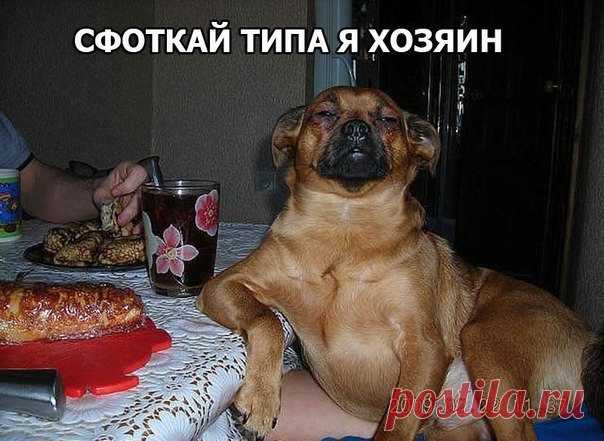 сфоткай типа я хозяин