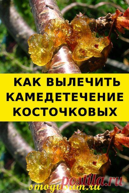Что такое камедетечение и как с ним бороться
