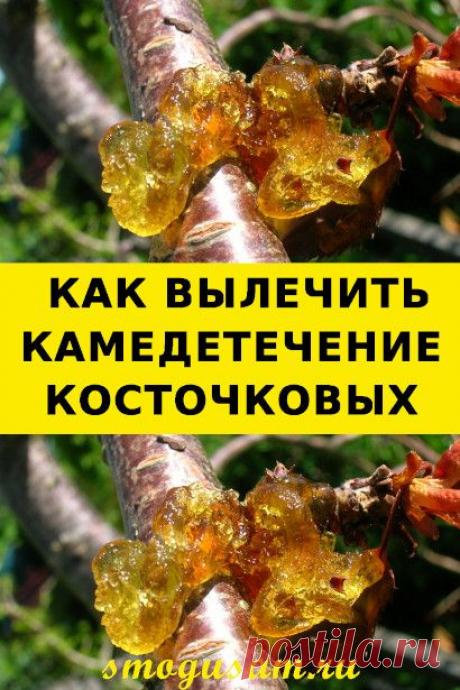 Что такое камедетечение и как с ним бороться