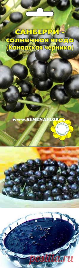 Что за ягода санберри и как ее размножить