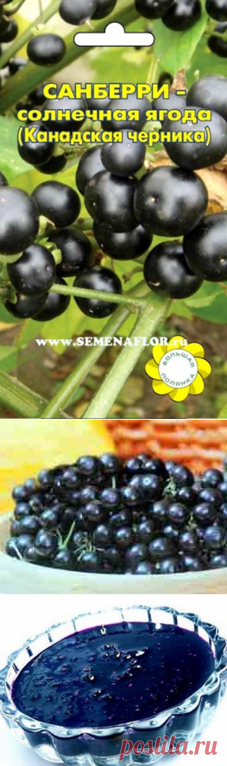 Что за ягода санберри и как ее размножить