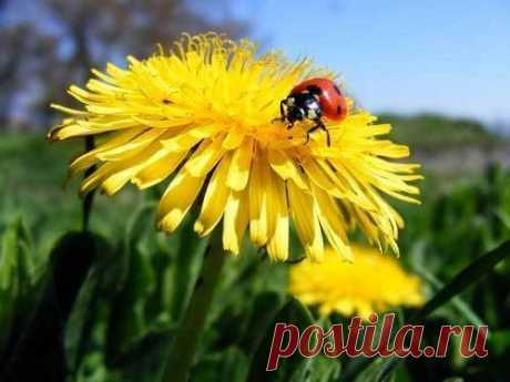 Удобрение из одуванчиков 

Жидкое удобрение из одуванчика полезно абсолютно для всех культур. 

1,2 кг свежесрезанных измельченных листьев и корневищ заливают 10 л воды и настаивают 3 недели. Затем полученный настой процеживают, водой не разводят и подкармливают растения. 

Для борьбы с тлей, клещами и медяницей 200-300 г измельченных листьев и корневищ одуванчика заливают 10 л воды, настаивают 2-3 часа, процеживают и сразу же обрабатывают растения. Настой не хранят.