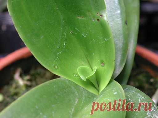 Passiflora.ru - Энциклопедия - Пятна на листьях (определитель)
