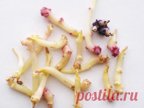 Моя мама очень долго мучилась болью в коленях. Врачи ставили диагноз артрит, острое воспаление суставов. Бывали такие дни, что она не могла встать на ноги от пронизывающей боли. Чем мы только ее ни лечили: лежала в больнице, делала уколы, принимала таблетки, покупала дорогостоящие мази. Все это, конечно, помогало, но на очень короткое время, а потом снова боль возвращалась. И не было от нее покоя ни днем, ни ночью. Передвигаться приходилось при помощи палочки, а то и двух....