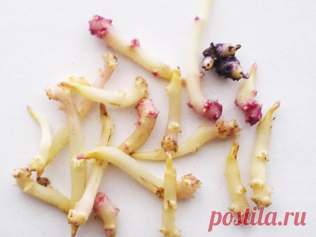 Моя мама очень долго мучилась болью в коленях. Врачи ставили диагноз артрит, острое воспаление суставов. Бывали такие дни, что она не могла встать на ноги от пронизывающей боли. Чем мы только ее ни лечили: лежала в больнице, делала уколы, принимала таблетки, покупала дорогостоящие мази. Все это, конечно, помогало, но на очень короткое время, а потом снова боль возвращалась. И не было от нее покоя ни днем, ни ночью. Передвигаться приходилось при помощи палочки, а то и двух....