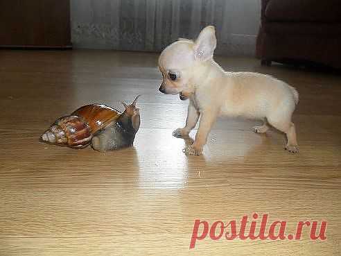 Мой Мир@Mail.Ru