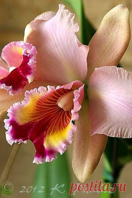 Orchid Cattleya 'Carolina Sunrise' | Orchidee e phalaenopsis