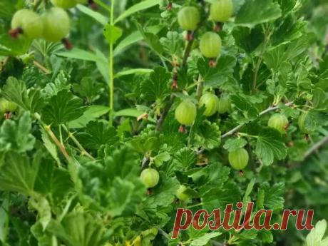 Этими подкормками дачники пользуются, когда нужно срочно увеличить урожай крыжовника: ветви будут гнутся под тяжестью ягод. Знаете, как заставить куст крыжовника плодоносить как никогда раньше? Ответ кроется не в сложных технологиях, а в грамотном подходе к питанию растения.