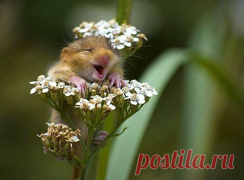 Мой Мир@Mail.Ru