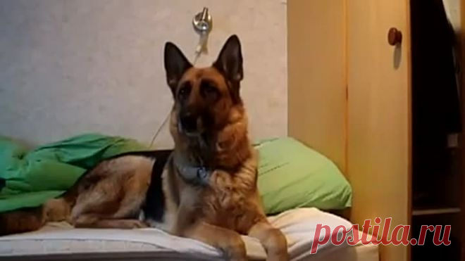 Реакция овчарки на вой волка