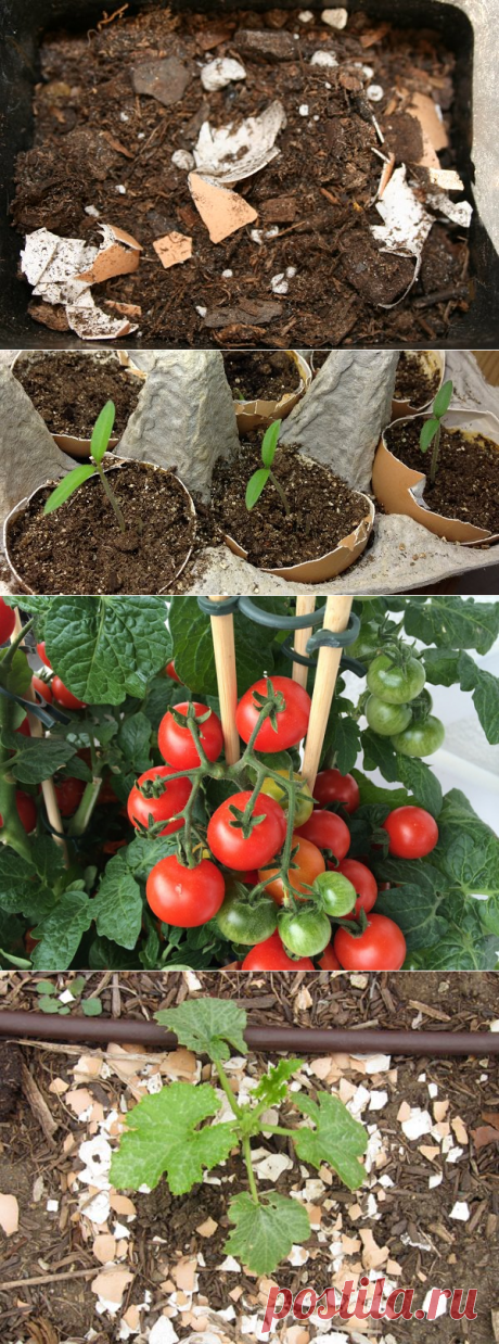 8 Excellent Ideas for Using Eggshells in the Garden