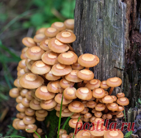 Страх перед галериной можно победить лишь одним способом - знать ее в "лицо" | Книга грибов | Яндекс Дзен