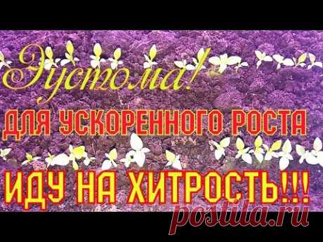 Лизиантус Эустома! ДЛЯ УСКОРЕННОГО РОСТА ИДУ НА ХИТРОСТЬ!