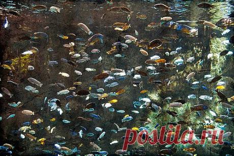 Развитие мозга рыб почти не зависит от генов
https://aquariumistika.mirtesen.ru/blog/43371337520