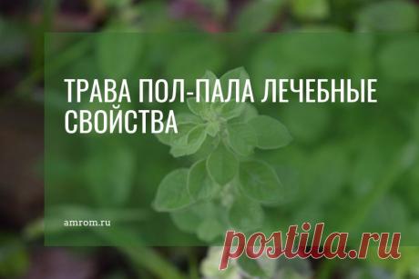 Трава пол пала: полезные свойства, применение, противопоказания. Кто сталкивался с мочекаменной болезнью, камнями в желчном пузыре, наверняка слышали о такой траве, как пол пала.