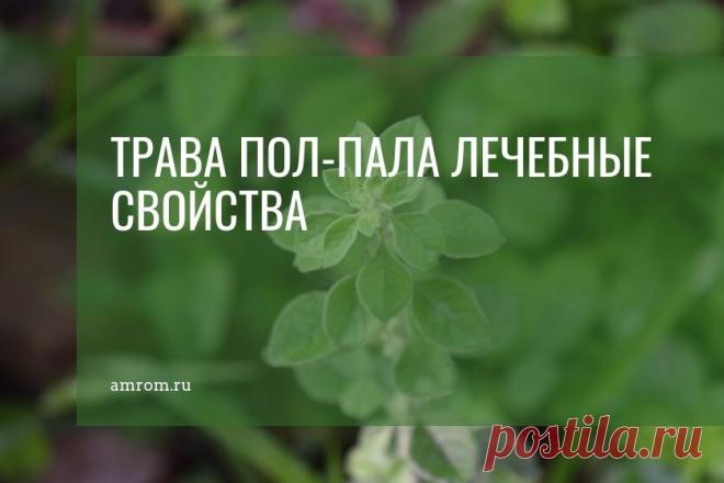 Трава пол пала: полезные свойства, применение, противопоказания. Кто сталкивался с мочекаменной болезнью, камнями в желчном пузыре, наверняка слышали о такой траве, как пол пала.