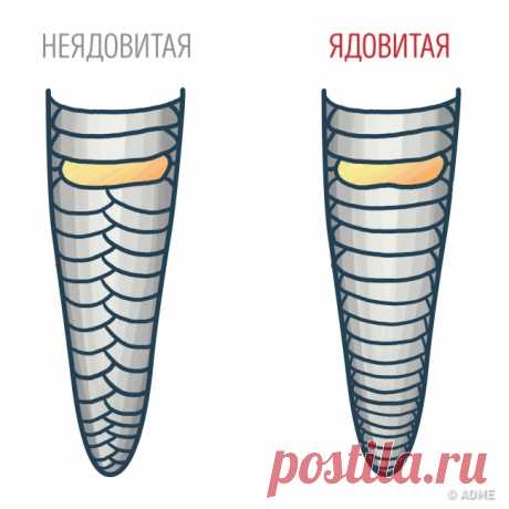 Знание этих фактов однажды может спасти вашу жизнь 

Каждый из нас знаком с самыми главными правилами безопасности. Однако бывает так, что, столкнувшись с неожиданными обстоятельствами, мы теряемся и не сразу понимаем, что нужно делать.


Знайте призн…