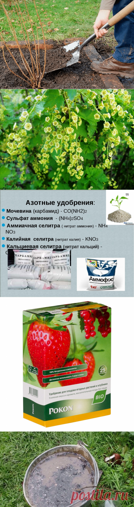 Подкормка смородины какие удобрения применять