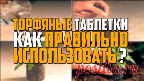 Торфяные таблетки: как правильно использовать популярные емкости для выращивания рассады