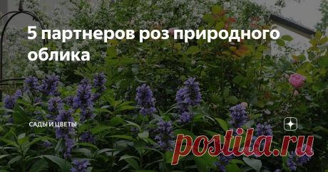 5 партнеров роз природного облика Эти растения благодаря своему естественному внешнему виду внесут розарий элемент спонтанности, и цветник с розами покажется не таким строгим, но всё равно элегантным 1. Декоративные луки часто сажают в розариях – их круглые соцветия интересно оттеняют цветение роз и выглядят необычно. Самый часто встречающийся – лук исполинский, allium giganteum. Как понятно из названия, выглядит он довольно монументально, поэтому лучше всего сочетается с ...