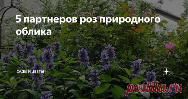 5 партнеров роз природного облика Эти растения благодаря своему естественному внешнему виду внесут розарий элемент спонтанности, и цветник с розами покажется не таким строгим, но всё равно элегантным 1. Декоративные луки часто сажают в розариях – их круглые соцветия интересно оттеняют цветение роз и выглядят необычно. Самый часто встречающийся – лук исполинский, allium giganteum. Как понятно из названия, выглядит он довольно монументально, поэтому лучше всего сочетается с ...