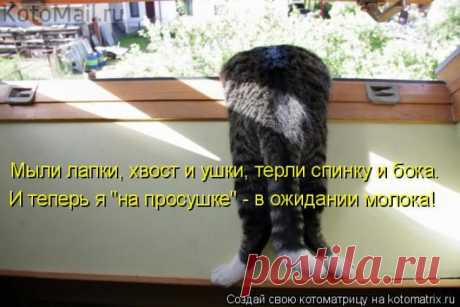 На просушке | KotoMail.ru