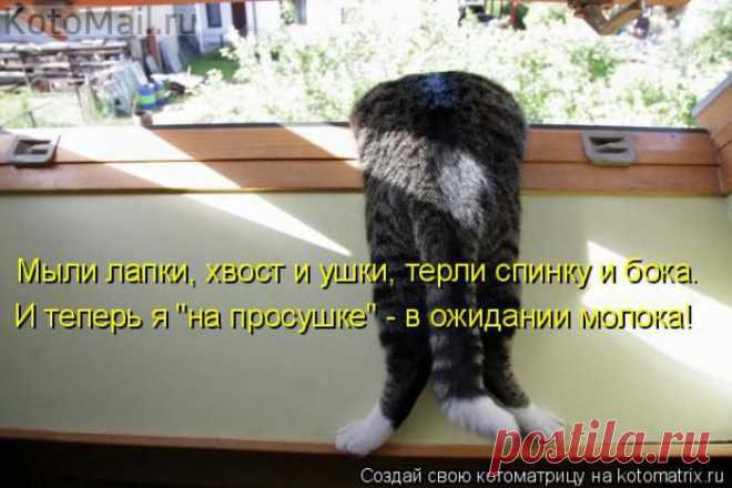 На просушке | KotoMail.ru