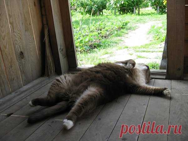 20 фото котов-дачников