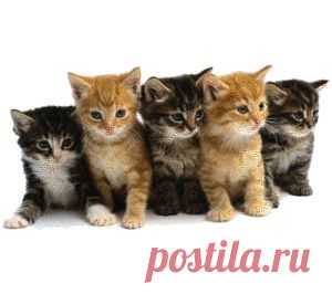 Котята | Британские кошки