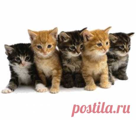 Котята | Британские кошки