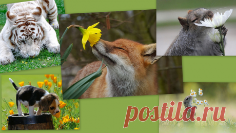 Цветы были созданы Богом