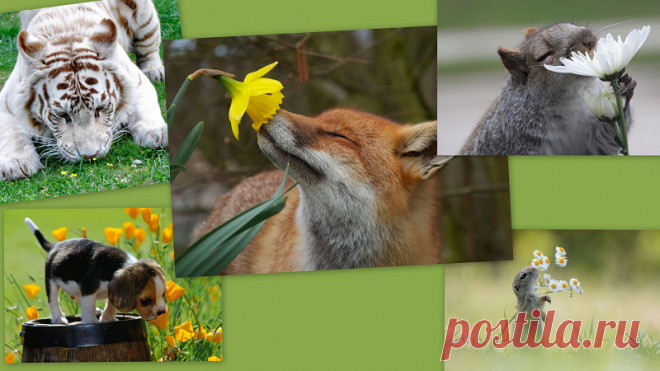 Цветы были созданы Богом