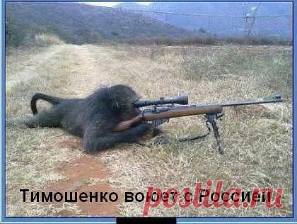 Предвыборные бредни Тимошенко | Новости, события, факты