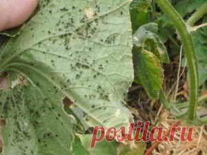 Тля на огурцах, что делать | Дача - впрок