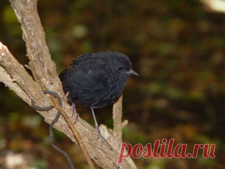 Редчайшие животные на планете