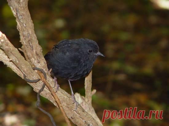 Редчайшие животные на планете