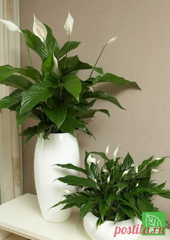 Самое неприхотливое комнатное растение, попавшее в наши квартиры из дождевых лесов Амазонии | Лана-архитектор | Яндекс Дзен