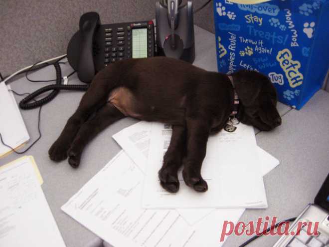 20 смешных фотографий, доказывающих, что собаки - отличные сотрудники