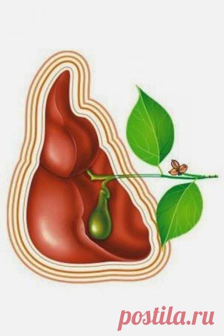 Печень очень важный орган в организме человека - основные функции печени.