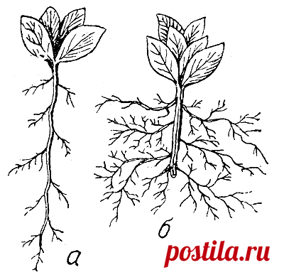 Пикировка рассады: нюансы, советы, особенности процесса. Фото — Ботаничка.ru