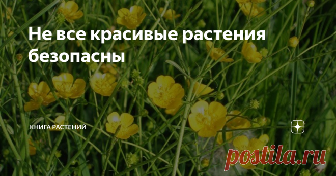 Не все красивые растения безопасны Сегодня мы поговорим о красивых и опасных, которые поджидают нас на лугах нашей необъятной. Крайне рекомендую прочитать эту статью, чтобы уберечь себя и своих близких.   ЛЮТИК  Само растение получило название от слова «лютый», как бы намекая нам на то, что оно злое и жесткое.  У него полый ветвистый стебель с мясистыми листьями, лепестки цветка блестящие, как будто смазаны маслом. Сами цветы небольшие и светло-желтые.  Этот парень известе...