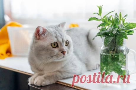 Трава для кошек