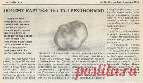Почему картофель стал резиновым