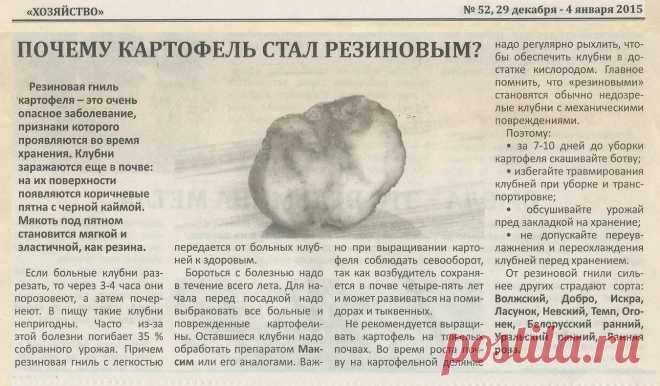 Почему картофель стал резиновым