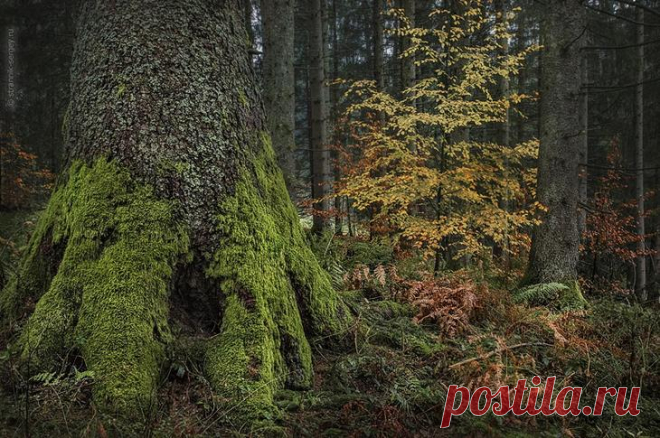 Времена года | Природа планеты в объективе