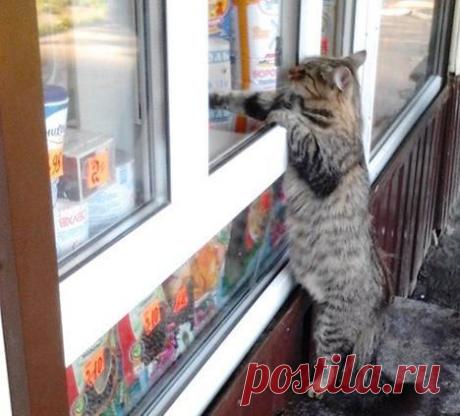 Забавные истории о смекалистых животных, встреченные в сети