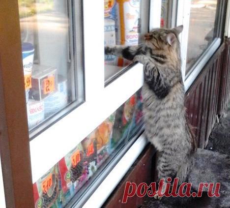 Забавные истории о смекалистых животных, встреченные в сети